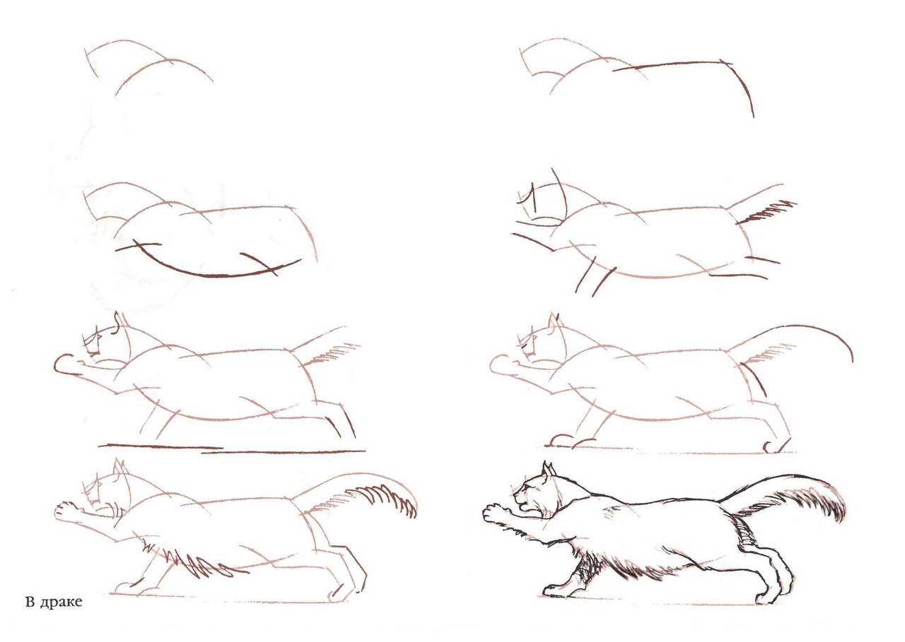 Пошаговая инструкция рисования кота